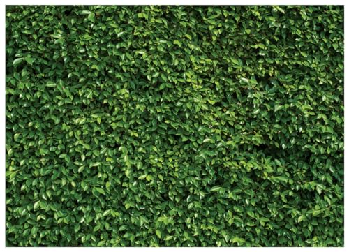 Fondo Fotográfico Verde 10x8FT para Estudio y Eventos miniatura 1