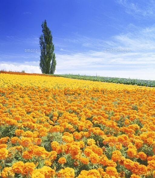 天然マリーゴールドの花種、大量１万粒、お花畑パック＋粗品付き＋全国匿名送料無料 天然マリーゴールドの花種 1万粒 ＋選べる粗品プレゼント え マリー