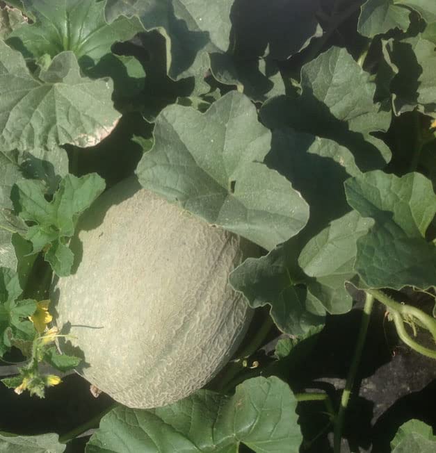 Image of Muskmelon hybrid seeds for planting (5 seeds)
