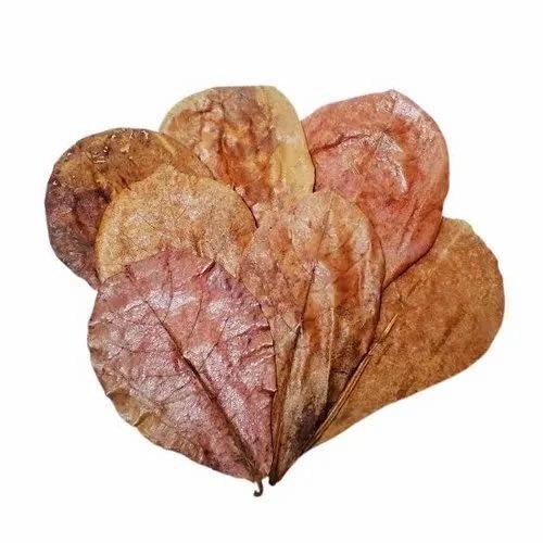 Puppy Indian Almond Leaves Dried Aquarium Fish Food Natural Dried Leaves Aquatic Plant Fertilizer(20 Pieces) (B0BNDK8VFP) Amazon Price History, Amazon Price Tracker