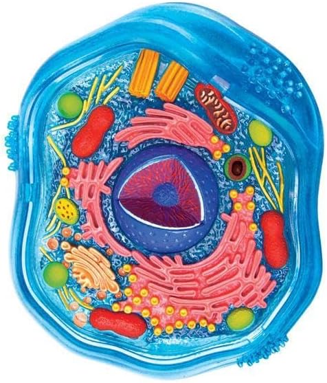 4D立体パズル 動物細胞モデル Animal Cell model 4d パズル 動物