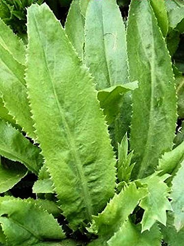 Semillas de maceta Germinazione I Semi: 100 Culantro Recao Semi ONG GAI, Long, Cilantro, Pak Chi Farang, Bhandhanya
