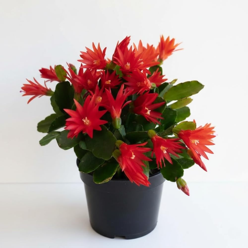 Red Easter Cactus Plant Live, Spring Cactus Plant Live, 4 Inc Pot, Vibrant Holiday Cactus for Home Decoration