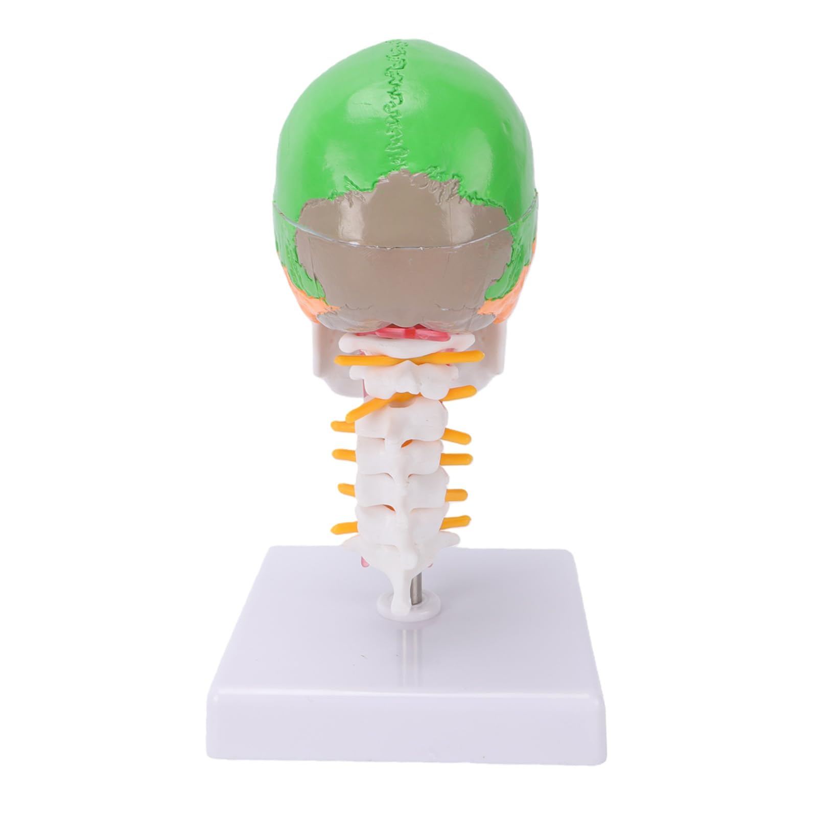 Generic Kolorowy Model Czaszki z Kręgosłupem Szyjnym i Mózgiem do Edukacji Anatomicznej 7,48 X 4,33 X 4,33 Cala Trwały PVC