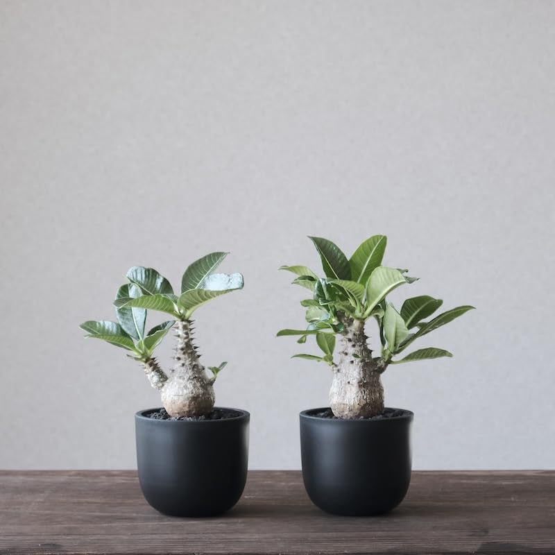 Amazon | ventes 植木鉢 BowlLong Size4 植物の個性を最大限に