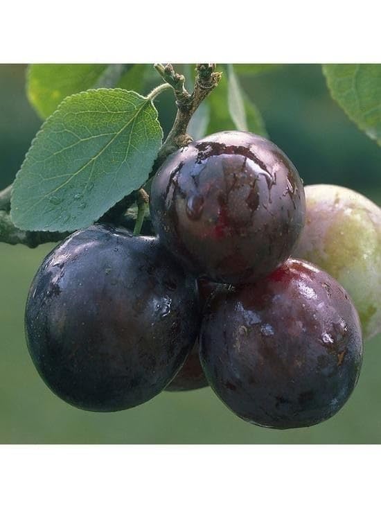 Very Exotic & Speacil Variety Black Dimond Aloo Bukhara/Plum Healthy Fruit Live Plant(Pack Of-1) Cutting/Grafted Very Sweet Allo Bukhara Live Fruit Plant(Fruit After 1 Year)"Kashmir Variety". (B0D42G9KZD) Amazon Price History, Amazon Price Tracker