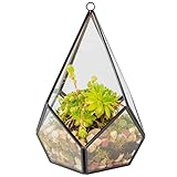 Glass Terrarium, Succulent & Air Plant (Tear Drop)