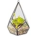 Glass Terrarium, Succulent & Air Plant (Tear Drop)