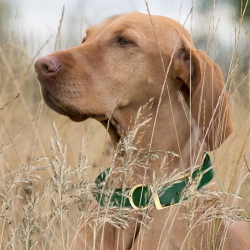 Image of Viper Biothane Heavy Duty Waterproof Dog Collar Strong Coated Nylon Webbing w /Solid Brass Hardware Odor-Proof Easy to Clean High Performance Fits Small Medium or Large Dogs, Hunter Green