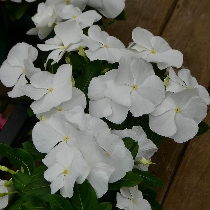 白無垢 蝶々と草花ロ 白無垢 蝶々と草花ロ