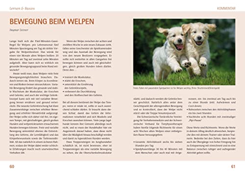 Wilde Welpen & kleine Jagdnasen: Jagdhundwelpen in Familienhand