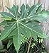 Fresh Papaya Leaves (8 oz.)