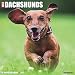 Just Dachshunds 2017 Wall Calendar (Dog Breed Calendars)