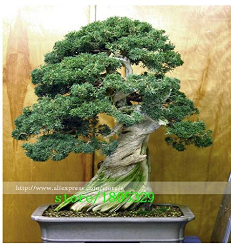 . GGG 50 ginepro bonsai fiori in vaso bonsai ufficio a purificare l'aria assorbire i gas nocivi: Rosso: Only Seeds - Afbeelding 3