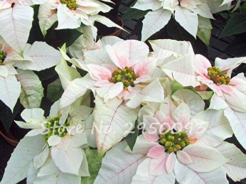 shiro noda wisteria Wisteria floribunda Shiro Noda (Snow Showers) main image 0