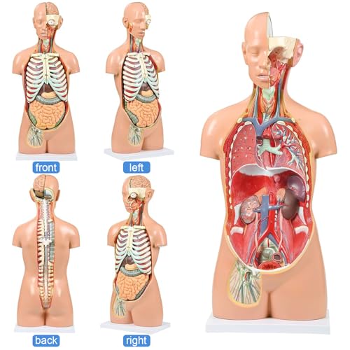 Image of Dual-Sex Human Body Model 33.4 inch, 32 Part Removable Human Torso Anatomy Model with Heart Brain Visceral Organ Muscular Layers Bone Vessels Includes Manual for Medical Scientific Education