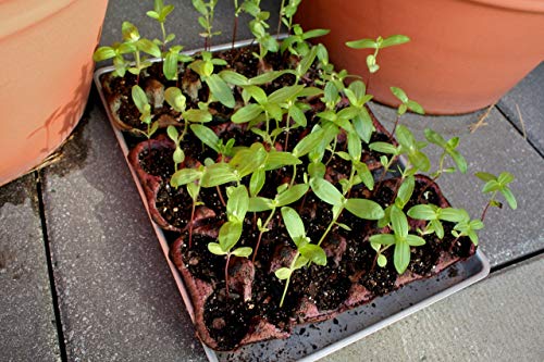 1043-Jasmine, Night Blooming (Cestrum nocturnum) Seeds by Robsrareandgiantseeds UPC0764425786221 Non-GMO,Organic,USA-Grower,1043