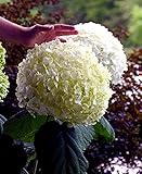 Proven Winners Incrediball Smooth Hardy Hydrangea, 3 inch Pot