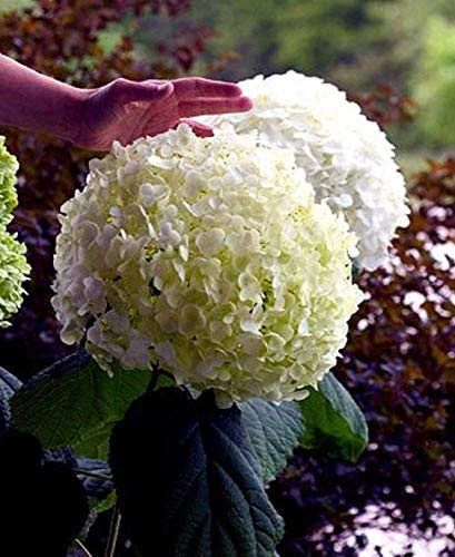 New Life Nursery & Garden Incrediball Smooth Hardy Hydrangea, 3 Inch Pot New Life Nursery & Garden Incrediball Smooth Hardy Hydrangea, 3 Inch Pot