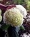 Proven Winners Incrediball Smooth Hardy Hydrangea, 3 inch Pot