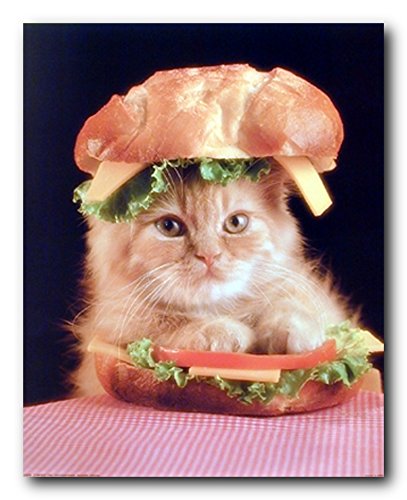 Cute Cat in a Sandwich Kitten Animal Wall Decor Art Print Poster (16x20)