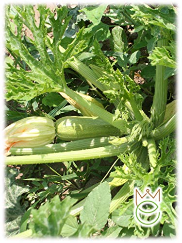 Zucchino Alberello di Sarzana Cucurbita pepo Semi Semenze Ortaggi Orto Giardino