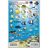 Egyptian Red Sea Reef Creatures Guide Franko Maps Laminated Fish Card 4 x 6 Map November 30, 2010