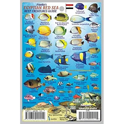 Egyptian Red Sea Reef Creatures Guide Franko Maps Laminated Fish Card 4 x 6 Map November 30, 2010