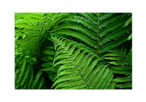 1x Fresh Athyrium Felix Women's Fern Athyrium Plants K-P75