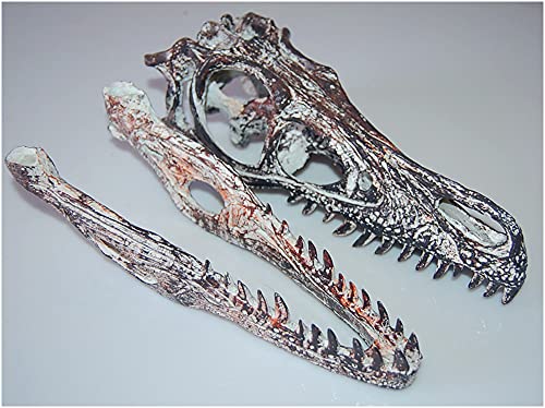 FHUILI Velociraptor Skull Model - Alto Dinosauro