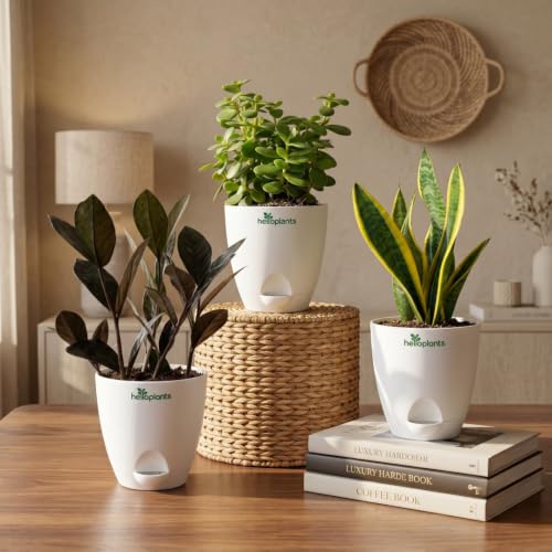 Image of Black Raven ZZ, Jade Plant & Snake Plant Live Indoor 3-Plant Combo in 4-Inch Self-Watering Matte White Pots | Hard-to-Kill, Low-Maintenance Houseplants for Home, Office & Bedroom Decor