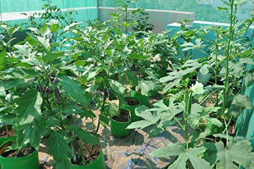 Image of Bio Blooms Round HDPE Plant Grow Bag for Terrace & Kitchen Gardening| Pack of 5| 12x12|200 GSM Heavy Duty Outdoor Grow Bag | Durable Planter for Vegetables, Flowers & Plants (Green & Orange)
