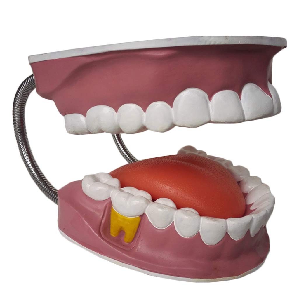 Sjdopulse Dental Teaching Anatomy Model - Adult Standard Dental Teeth Model Teeth Demonstration Oral Model - For Study Display Teaching Medical Model,Lab Supplies