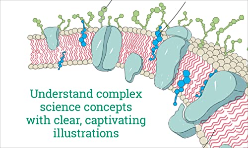 Visual Learning: Human Anatomy: An illustrated guide for all ages (Barron's Visual Learning) - Image 3