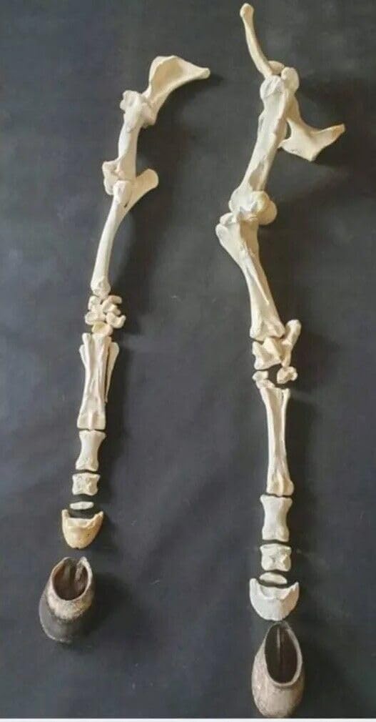 Os d'ongulé de cheval pour cabinet de curiosités et décoration scientifique