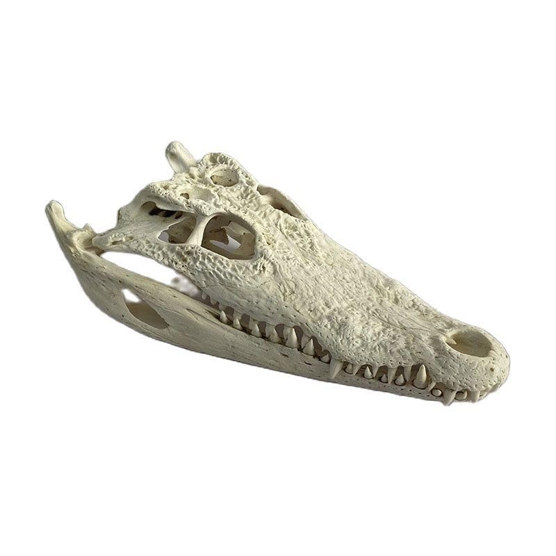 Taxidermy Real Animals Skulls - Model Animals Bones Specimen, Unique Taxidermy Supplies for Science Education Collection 1PCS (Crocodile Skull 9.9"-11.8")
