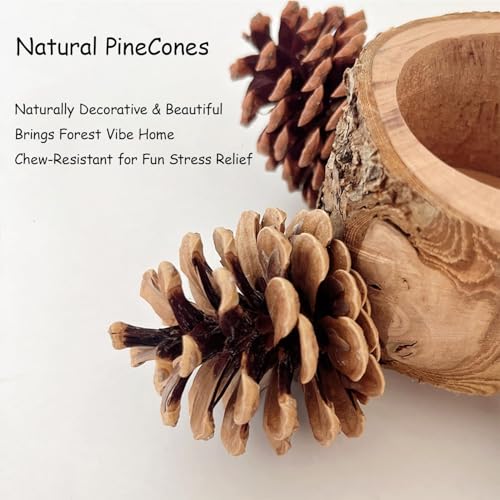 Bird Perch with Feeder for Cage & Chew Toys Pinecones - Bird Cage Accessories 100% Natural & Durable for Cockatiel, Conure, Budgie, Lovebird, Parakeet - Parrot Food Treats Bowl for Foraging - Image 4