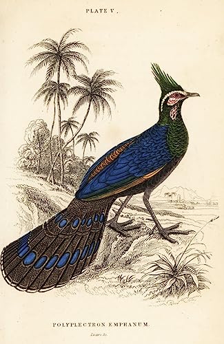 Peinture Poster Affiche Palawan Peacock Faisan William Home Lizars, décoration murale 60x90