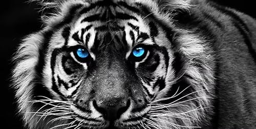 XIANGPEIFBH Art mural moderne et simple avec animaux, tête de tigre noir et blanc, affiche imprimée sur toile HD, décoration de salon, chambre à coucher,...