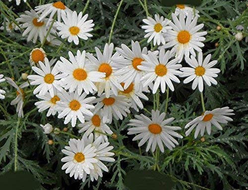 Golden Hills Farm® (AVG 300-3000) seeds White Daisy Sunflower Family Seeds (B085S81HPY) Amazon Price History, Amazon Price Tracker