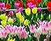 Bonsai Tulip Seeds 1000pcs 10kinds Mix Flower Seeds Novel Plant for Garden