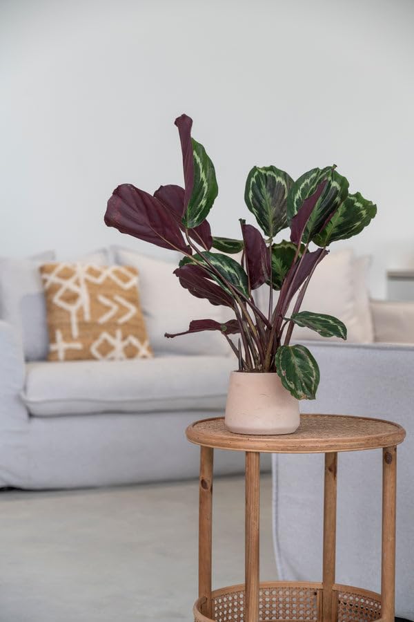 Finestgreen Patt Pflanzgefäß Terrakotta M | Blumentopf für Innen- und Außenbereich, Frostfest, UV-Beständig, wasserdicht | Blumenkübel Betonoptik