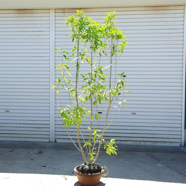 h*i様 シンメトリカ 巨大 8センチ株 5号 下部木質化 扁平 Amazon.co.jp: 特選庭木 植木：ナナミノキ 株立ち 現品限り* 樹高