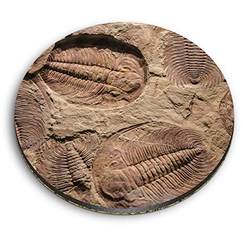 1 x Round MDF Magnet - Fossil Trilobite Dinosaur 45062