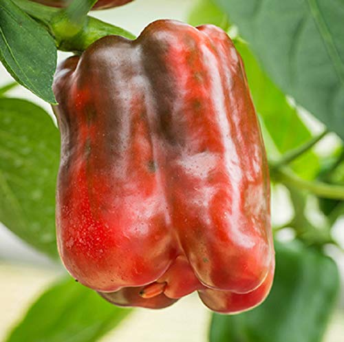 David's Garden Seeds Pepper Bell King of The North 7399 (Red) 25 Non-GMO, Heirloom Seeds
