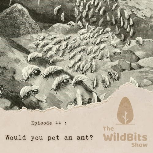 Would you pet an ant?