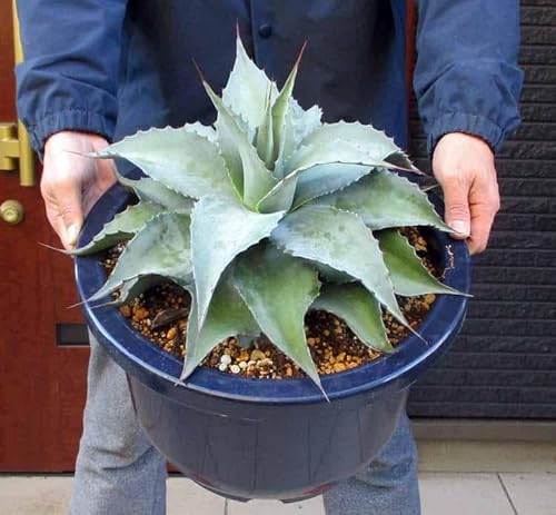 観葉植物 アガベ 12号」の人気商品一覧 | 安い商品を通販サイトから