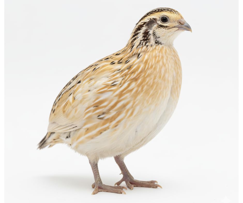 Jumbo Italian Quail Hatching Eggs (Count, 12) from quality breeder - Premium Quality, Robust Health, High Fertility, Carefully Inspected and Packaged for Freshness and Viability