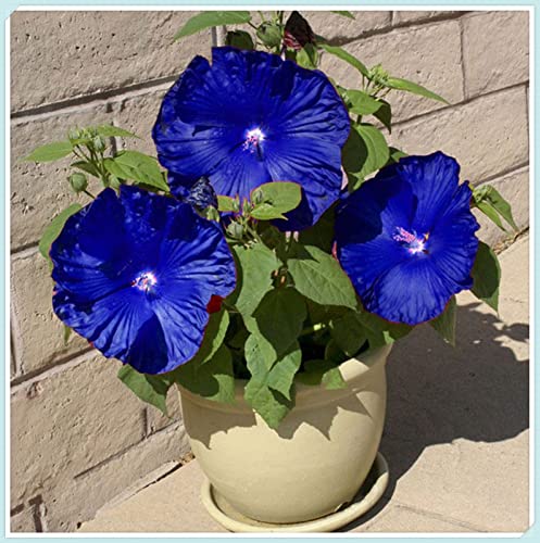 Rizoma de Hibisco - Versátil, Delicado, Elegante, Natural, Robusto, para Interiores y Exteriores-2 rizoma