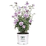 2 Gallon Proven Winners Hibiscus Purple Pillar Shrub